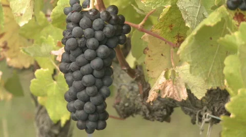 Bunch of ripe grapes Stock Footage 346675