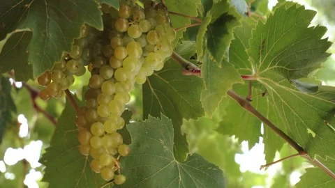 Bunch of ripe grapes Stock Footage 97410283