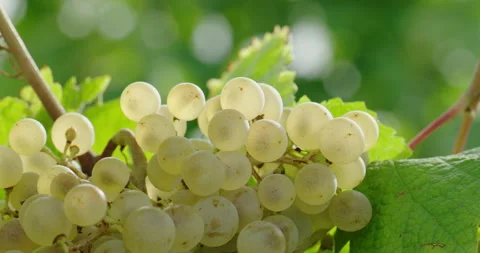 Bunch of ripe grapes Video stock 169089645