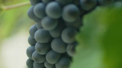Bunch of ripe grapes on the grapevine Stock-Footage 102206186