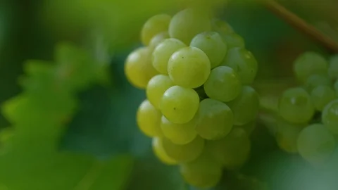 Bunch of ripe grapes on the grapevine Stock-Footage 102206377