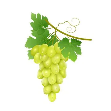 A bunch of ripe grapes with leaves on a white background. Stock Illustration