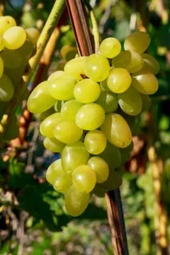 Bunch of ripe grapes Photos
