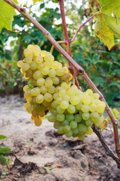 Bunch of ripe grapes Stock Photos