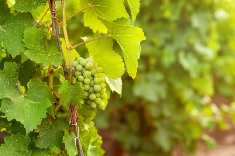 A bunch of ripe grapes in the rays of the bright autumn sun. Vineyard Foto stock