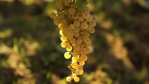 A bunch of ripe grapes in the sun. Vídeo Stock 127321982