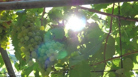 Bunch Of Ripe Grapes On The Vine And Sunlight Stock Footage 80214847