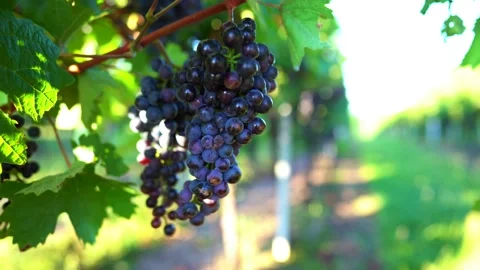 Bunch of ripe grapes on vine with blurred background and copy space. Stock Footage 141108657