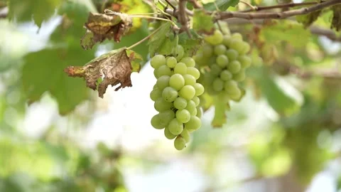 Bunch of ripe green grapes on a tree Video stock 258642382