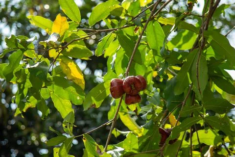 A bunch of ripe Java apple Stock Photos