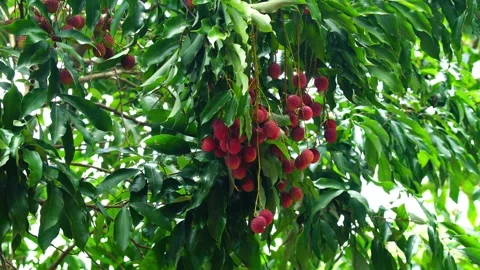 Bunch of ripe Lychee fruit or Litchi chinensis with green leaves. Stock Footage 307976081