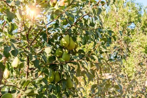Bunch of ripe pears on tree branch Stock Photos