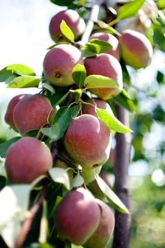 Bunch of ripe pears on tree branch Stock Photos