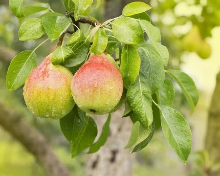 Bunch of ripe pears on tree branch. Nature background 2 Stock Photos