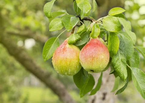 Bunch of ripe pears on tree branch. Nature background Stock Photos