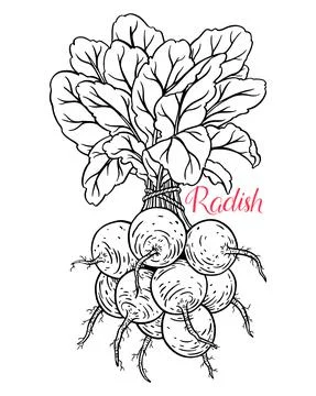 Bunch of ripe radish Stock Illustration