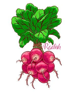 Bunch of ripe radish Stock Illustration