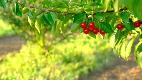 Bunch of ripe red cherries growing on cherry tree in orchard. Organic cherries Stock Footage 157209959