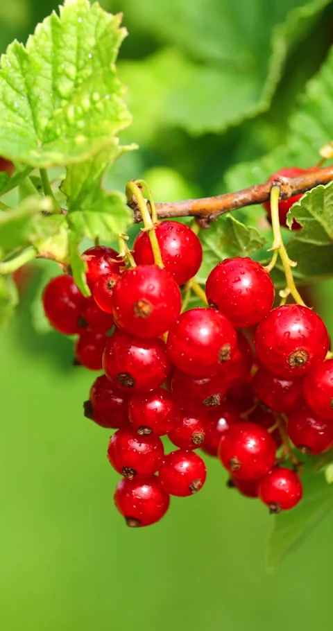 A bunch of ripe red currants in the wind on a bush Stock Footage 293309563