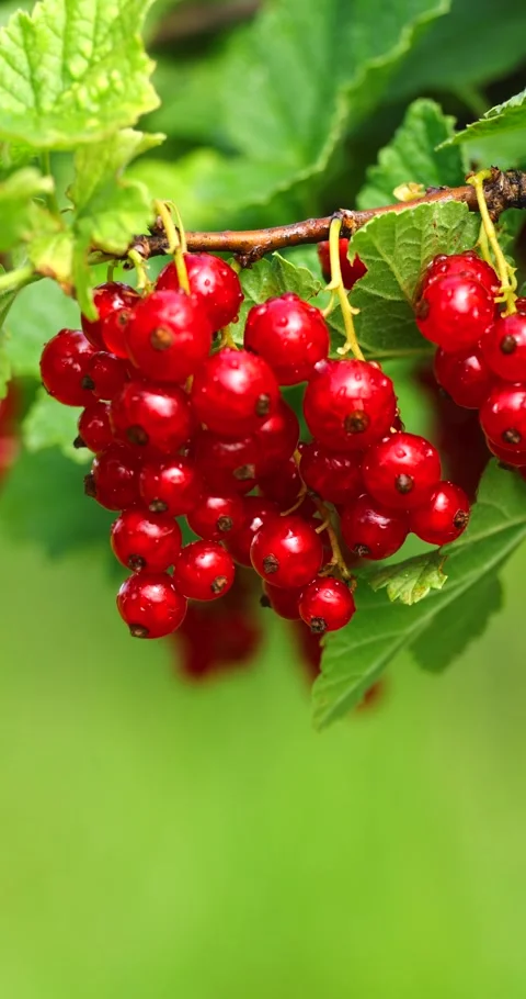 A bunch of ripe red currants in the wind on a bush Stock Footage 293310518