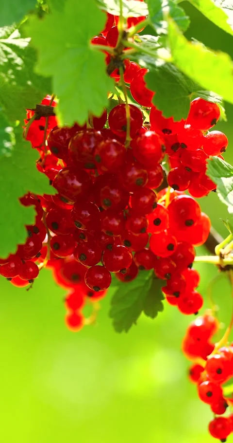 A bunch of ripe red currants in the wind on a bush Stock Footage 293310527