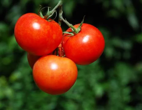Bunch of ripe red tomatoes Stock Photos