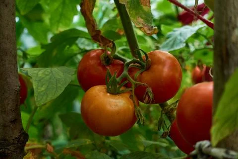 A bunch of ripe red tomatoes in a rustic vegetable garden. Stock Photos