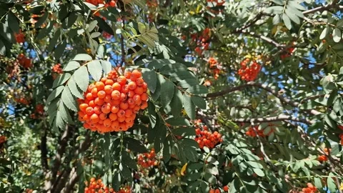 Bunch of ripe rowan berries close-up. Wildlife, autumn season Stock Footage 345913896