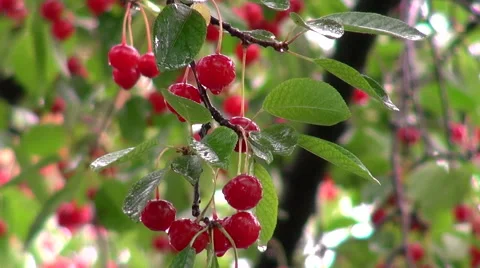 Bunch of ripe sour cherry, orchard, heavy rain, summer, harvest Stock Footage 53932182