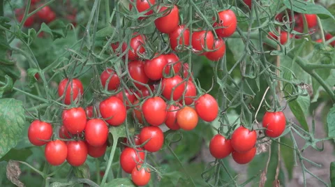 Bunch ripe tomato cherry bior organic farm garden fresh food tasty vegetable day Stock Footage 45802008