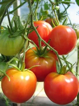 Bunch of ripe tomatoes Stock Photos