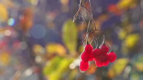 Bunch of ripe viburnum berry with spiderweb, swaying on the wind, backlight Stockbeeldmateriaal 56315341