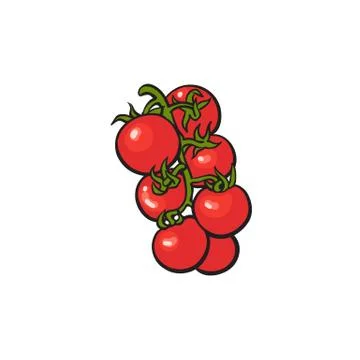 Bunch of ripe vine tomatoes, vector illustration Stock Illustration