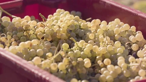 Bunch of ripe white grapes in a box, just collected in vineyard Stock Footage 162889939