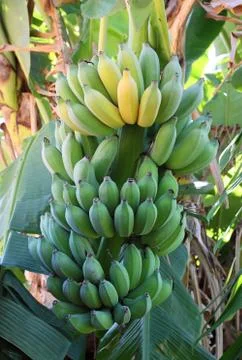Bunch of ripening bananas on tree Stock Photos