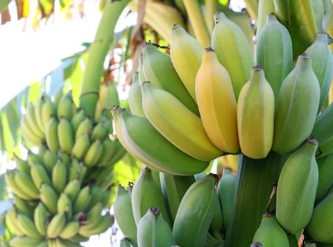 Bunch of ripening bananas on tree Stock Photos