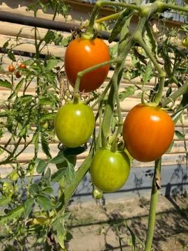 Bunch of ripening cherry tomatoes growing on a green vine in garden Stock Photos
