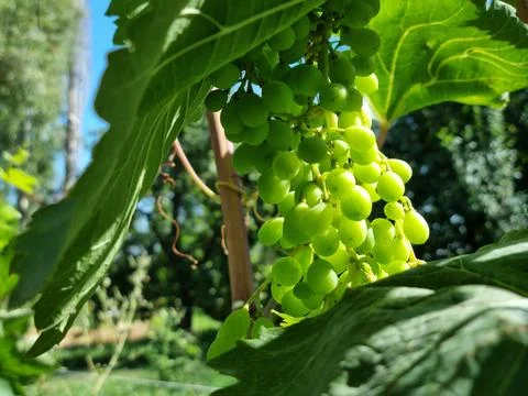 A bunch of ripening grapes Stock Photos