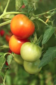 Bunch of ripening tomatoes Stock Photos