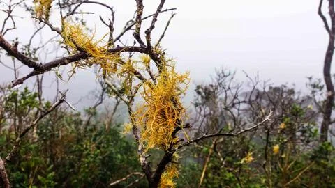 Bunch of roots on trunk 库存照片