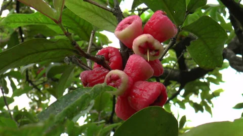 Bunch of rose-apple Stock Footage 34375924