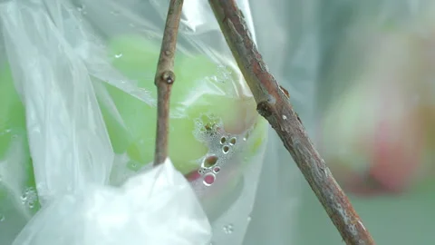 Bunch Of Rose Apple Fruit Wrapped In Plastic Bag While On Tree Branches. - Stock Footage 147312483