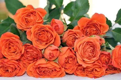 A bunch of rose Stock Photos