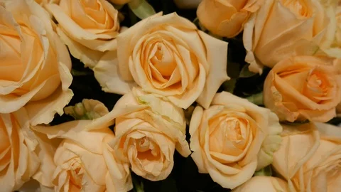 Bunch of Roses Stock Footage 103034543