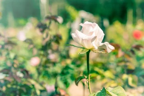 A bunch of roses in the garden Stock Photos