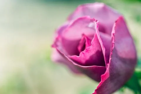 A bunch of roses in the garden 写真素材