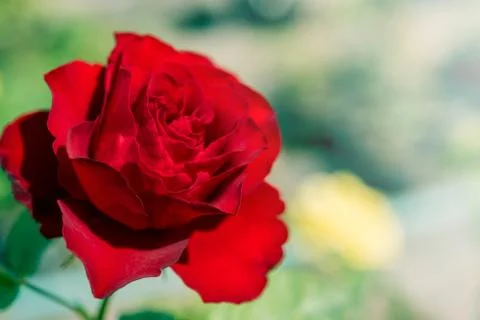 A bunch of roses in the garden Foto stock