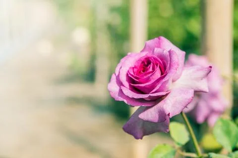 A bunch of roses in the garden Stock Photos