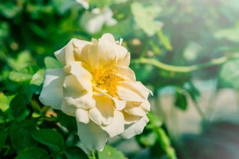 A bunch of roses in the garden 写真素材