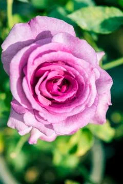 A bunch of roses in the garden Stock Photos